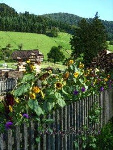 la fille mal gardee auf dem Bauernhof