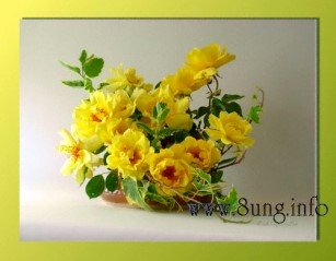 ✿ Gelbe Rosen im Mai - sonnenfarbige Schönheit in der Vase | Kulturmagazin 8ung.info