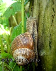 Schnecke mit Haus