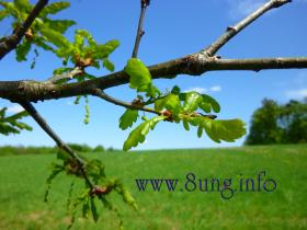 "Esche Eiche Regel" Eiche Blatt