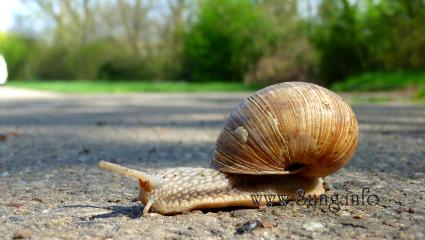 Schnecke mit Haus kreuzt den Weg