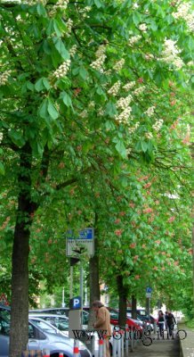 ✿ Bild des Tages: Kastanienstadt Kirchheim in voller Blüte | Kulturmagazin 8ung.info