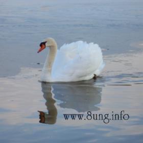 schwanensee ballett - einsamer schwan