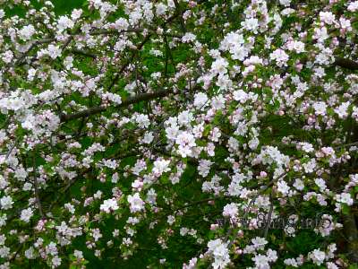 ☼ Bild des Tages: Wetter am 27. April - blühende Apfelbäume im Sonnenschein | Kulturmagazin 8ung.info