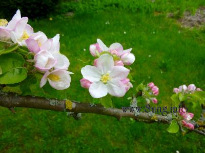 ☼ Wetter im April - blühende Apfelbäume im Sonnenschein | Kulturmagazin 8ung.info