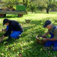 ☼ Wetter am 19. Oktober – Streuobstwiese im Herbst