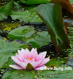 Schaum der Tage - rosa Seerose im Teich