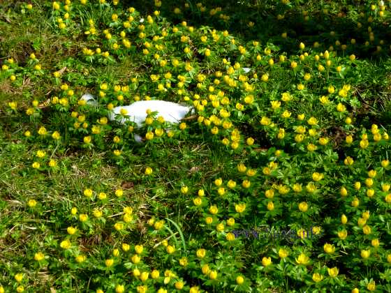 w.winterlinge.blumen.schnee 002