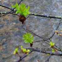☼ Wetterprognose Sommer 2013 – mehr Sonne als Regen
