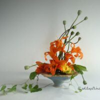 ✿ Bild des Tages: Taglilien mit Mohnkapseln und Ackerwinde