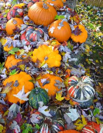 ☼ Bild des Tages: Wetter am 28. Oktober 2013 - Herbststürme fegen Laub hierhin und dahin | Kulturmagazin 8ung.info