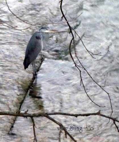 Reiher im Fluss - grau in grau