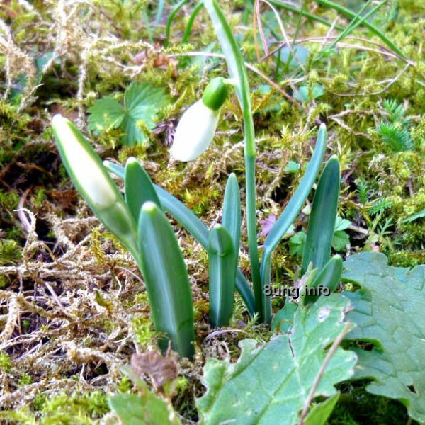 Phänologischer  Frühlingsanfang - Schneeglöckchen im Moos