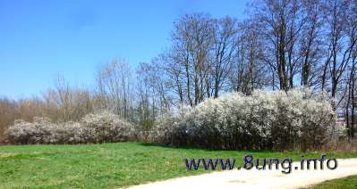 w.schlehe.bluete   (5)