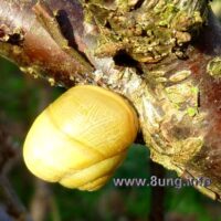 ☼ Wetter am 30. März 2014 – Schnecken zeigen Trockenheit an