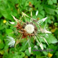 ✿ Bild des Tages – Löwenzahn und Pusteblume