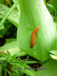 Schnecke auf einem Tulpenblatt deutet auf eine feuchte Zeit