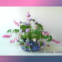 ✿ Bild des Tages: Gartenblumen zum Muttertag
