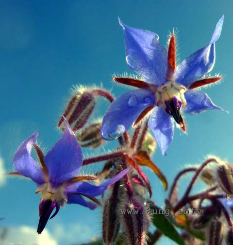 w.borretsch.bluete.blau (8)