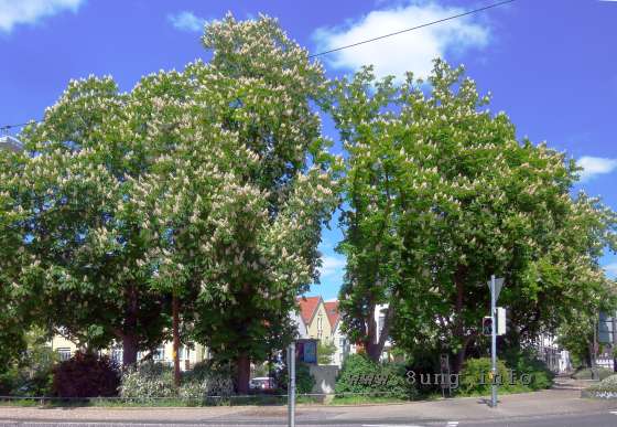 Bild des Tages: Kastanienblüte in Kirchheim | Kulturmagazin 8ung.info