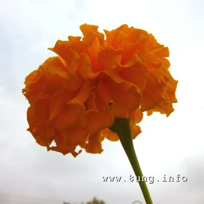 w.tagetes