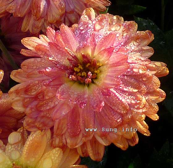 w.herbst-aster-tropfen1