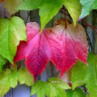 ☼ Wetter im Oktober 2014: wolkig, warm, frostfrei