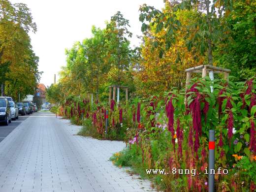 w.herbst.blatt.farbe.blume (8)