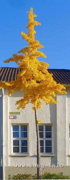 Gingko mit goldgelben Blättern