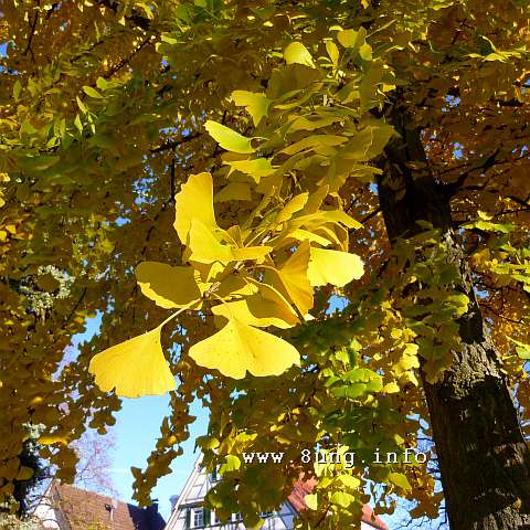 Gingkoblatt in leuchtendem Gold