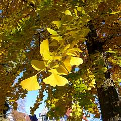 ☼ Wetter am 23. November 2014: Ginkgo in Gold | Kulturmagazin 8ung.info