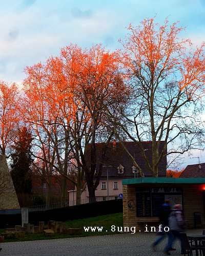 w.baum.rot.sonne (1)a