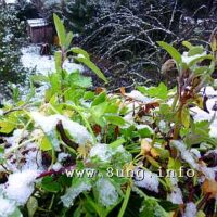 ☼ Weihnachten 2014 im Klee – Ostern 2015 im Schnee? Jein!
