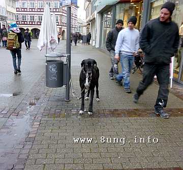 w.dogge.hund.schwarz (1)a