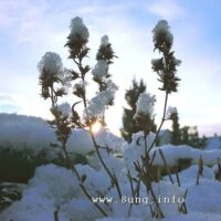 ☼ Wassermann-Wetter im Januar 2015 – Schneekristalle und Sonne