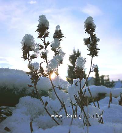 Schneekristalle auf den Küchenkräutern