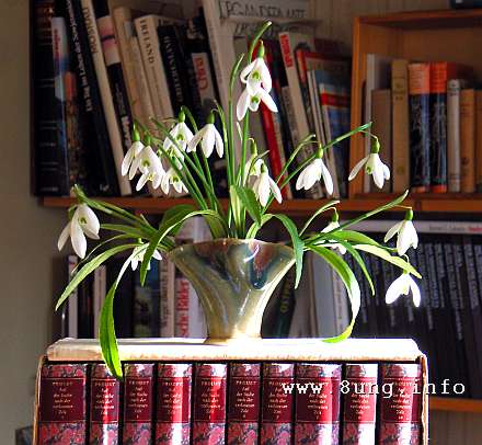 Phänologischer  Frühlingsanfang - Schneeglöckchen in der Vase