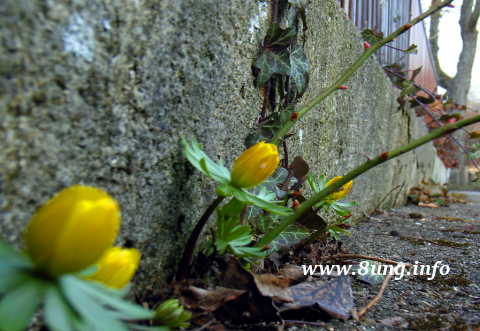 gelbe Winterlinge in der Mauerritze