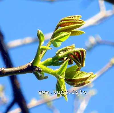 Blatt Entfaltung