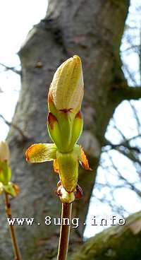 w.kastanie,knospe (3)a