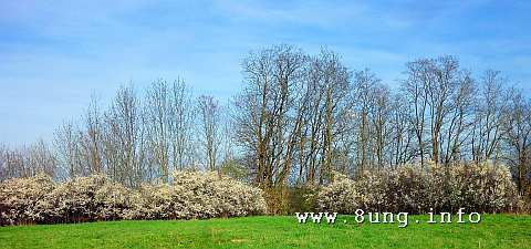 Hecke mit blühenden Schlehen, dahinter kahle Bäume