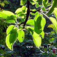 ☼ Wetter am 13. Mai 2015 – Eisheiligen – 3. Tag mit Sonnenschein