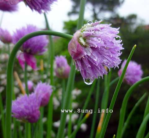 Schnittlauchblüte mit Wassertropfen bei Regen