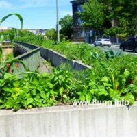 ☼ Wetter am 18. Juli 2015: Gemüse statt Blumen – Straßenbegrünung in Bayreuth