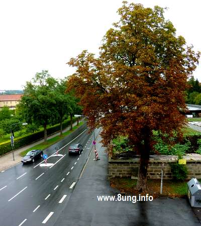 Kastanienbaum bei Regen, welk und braun