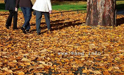 Herbstspaziergang in gelben Blättern