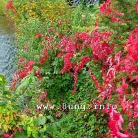 ☼ Wetter im Oktober – Pink, Purpur, Violett – natürliche Herbstfarben