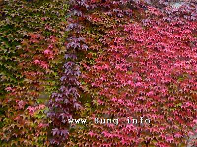 pink, rot, purpur, violett - wilder Wein