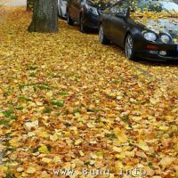 ☼ Wetter am 2. November 2015 – Herbstfarben und grauer Himmel