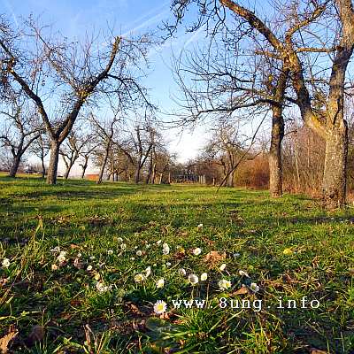 Gänseblümchen auf einer Wiese, kahle Bäume, Winter